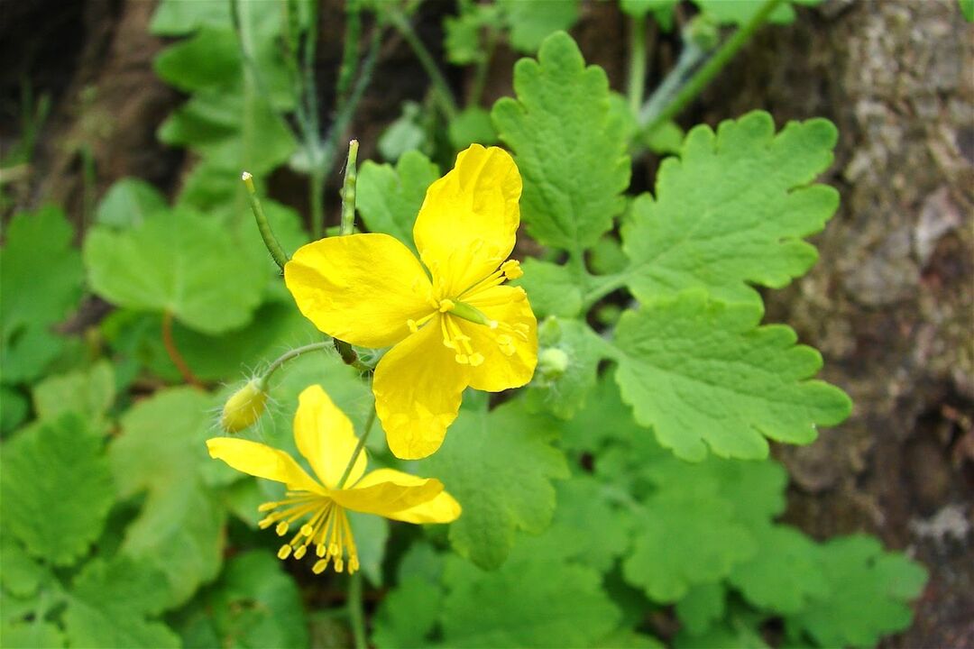 Celandine herb - an effective folk remedy for foot fungus