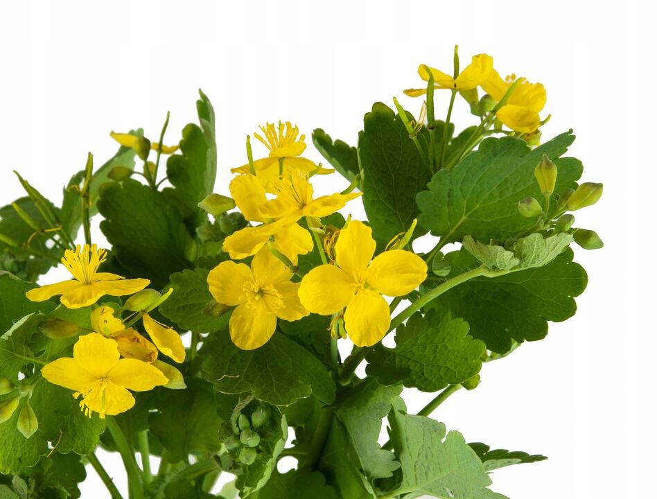 herb celandine against fungus